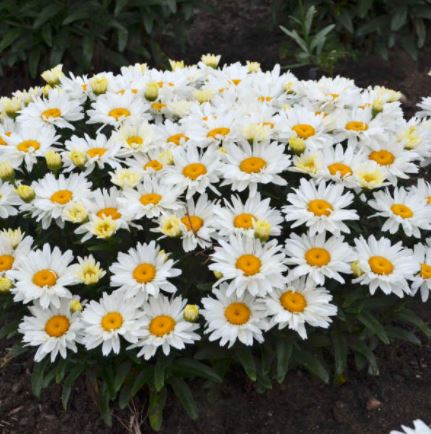 Leucanthemum 'Cream Puff'