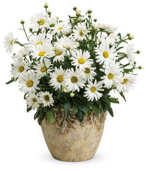 Leucanthemum 'Daisy May'