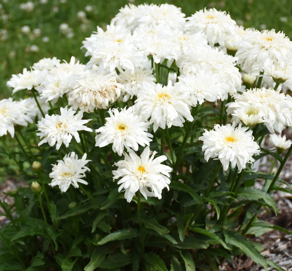 Leucanthemum 'Marshmallow'