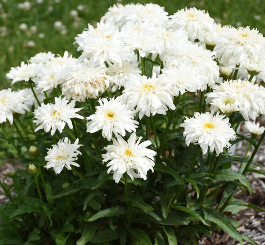 Leucanthemum superbum Amazing Daisies® 'Marshmallow'