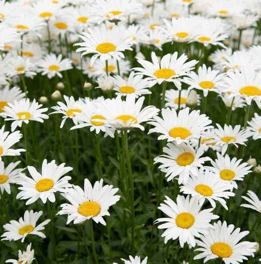 Leucanthemum x s. 'Snowlady'