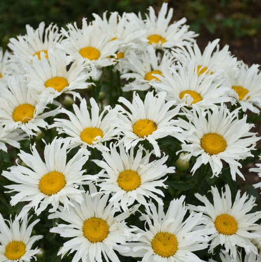 Leucanthemum 'Spun Silk' (PW)