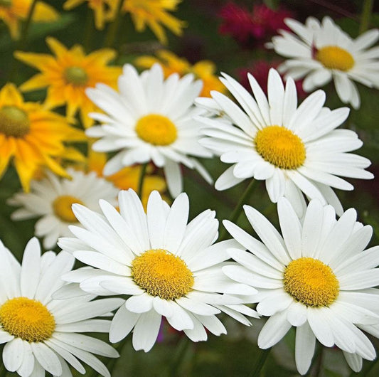 Leucanthemum x s. 'Becky'