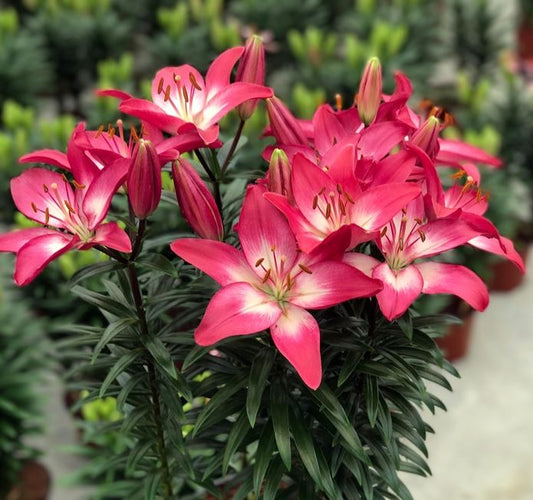 Lilium asiatic 'Tiny Diamond®'