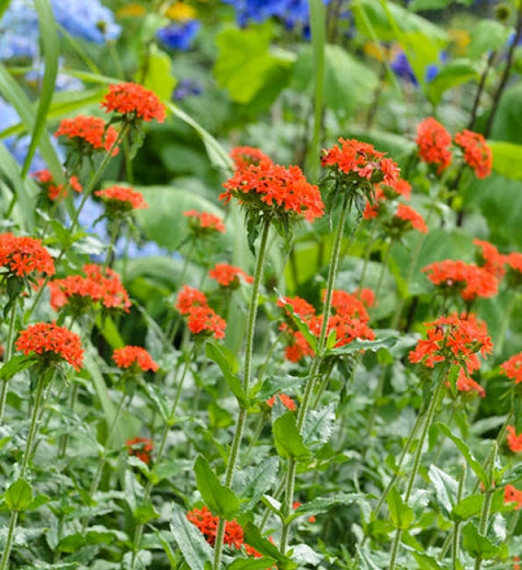 LYCHNIS CHALCEDONICA