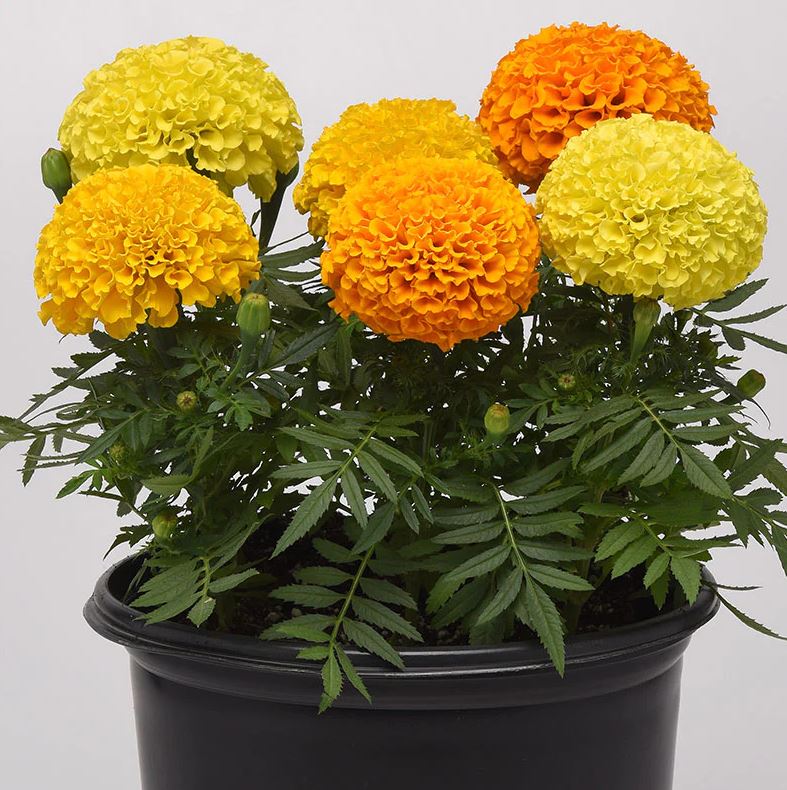MARIGOLD TAISHAN MIX - JUMBO 6 PACK
