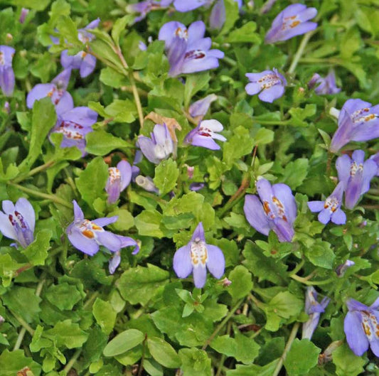 Mazus r. purple