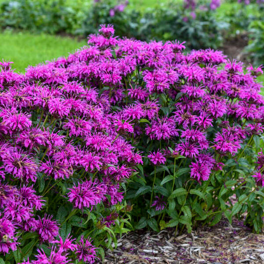 Monarda 'Electric Neon Purple'