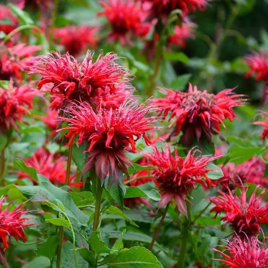 Monarda 'Fireball'