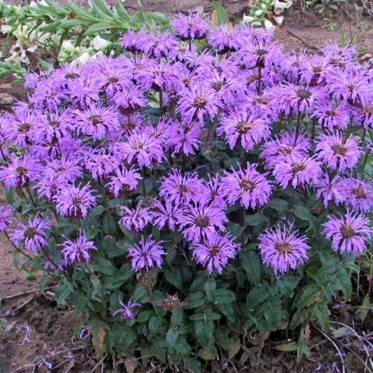 Monarda Sugar Buzz 'Blue Moon'