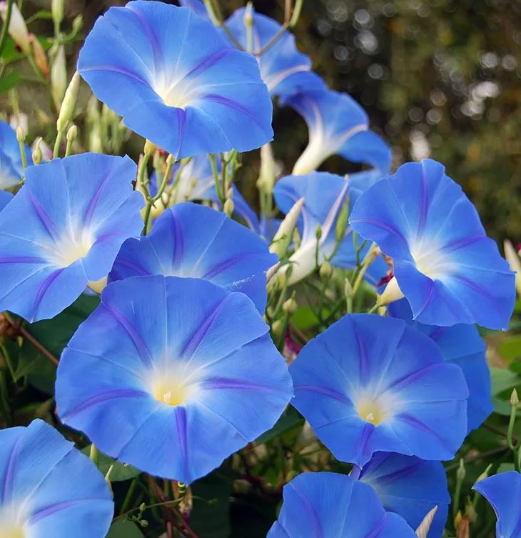 MORNING GLORY HEAVENLY BLUE - 1 GALLON WITH TRELLIS