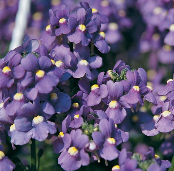 NEMESIA BLUE BIRD