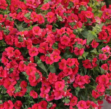 NEMESIA SUNSATIA CRANBERRY