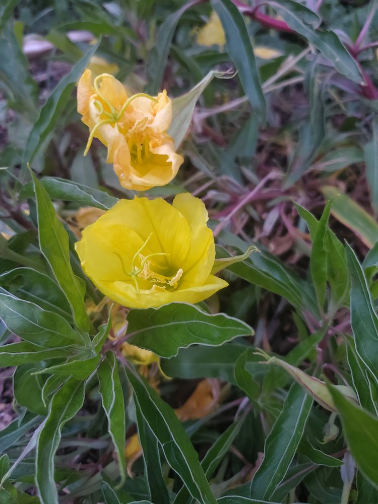 Oenothera missouriensis