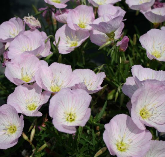 Oenothera 'Siskiyou'