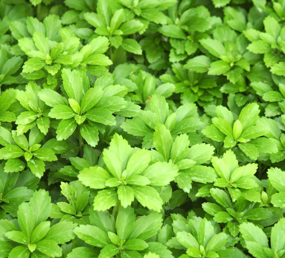 Pachysandra t. 'Green Carpet'