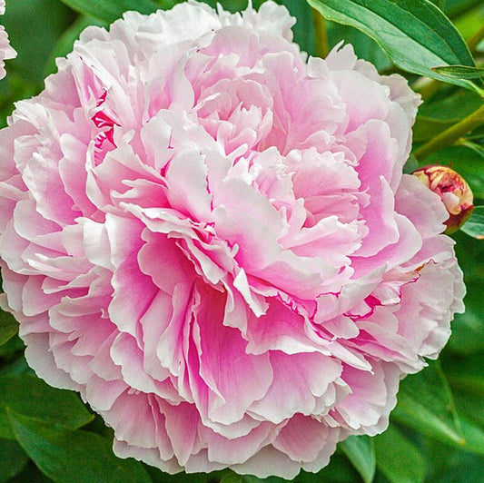 Paeonia  'Alexandra Duff'