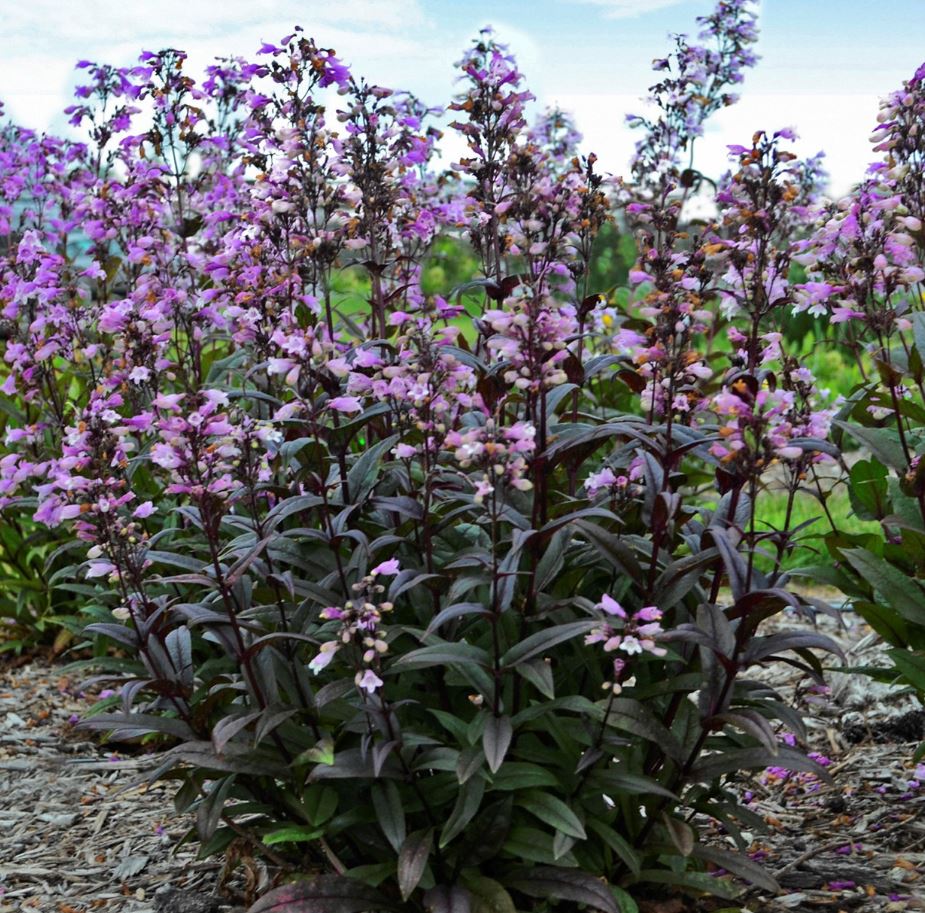 PENSTEMON BLACKBEARD