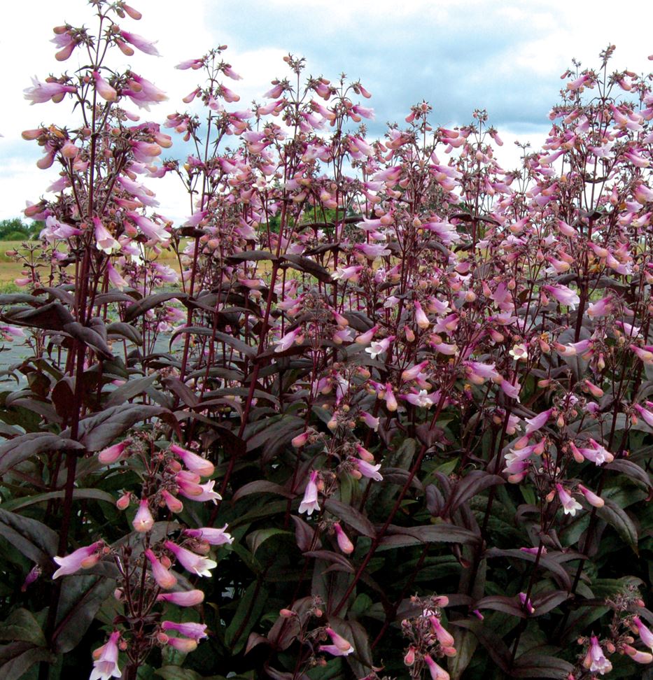 Penstemon digitalis 'Dark Towers'