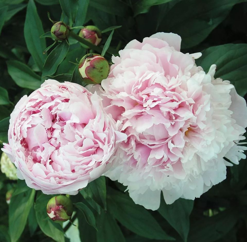 Paeonia  'Shirley Temple'