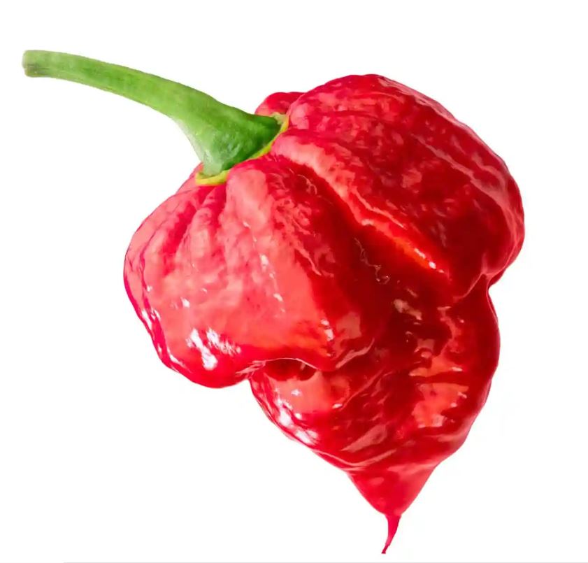 PEPPER TRINIDAD SCORPION - 4" POT