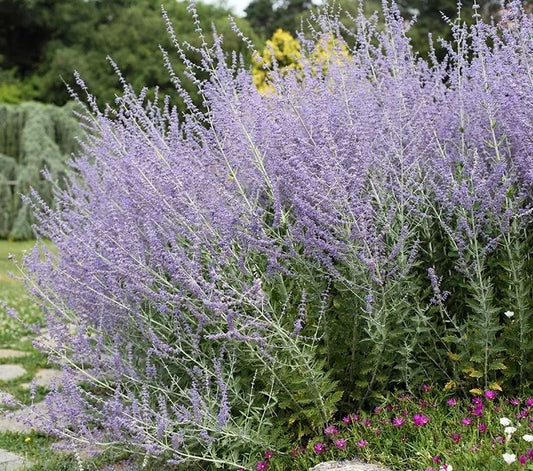 Perovskia atriplicifolia 'Compact Bluesette'