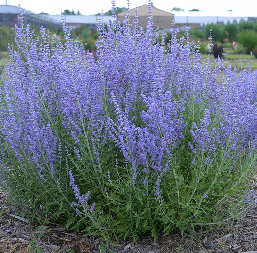 Perovskia atriplicifolia 'Blue Jean Baby'