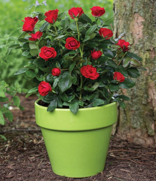 Rosa  'Meibenbino' Petite Knock Out®