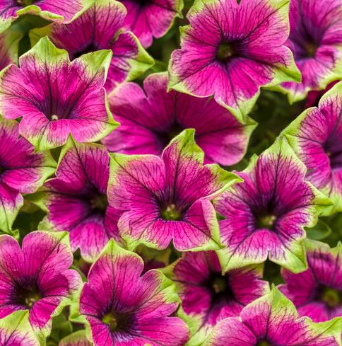 PETUNIA SUPERTUNIA PICASSO IN PURPLE