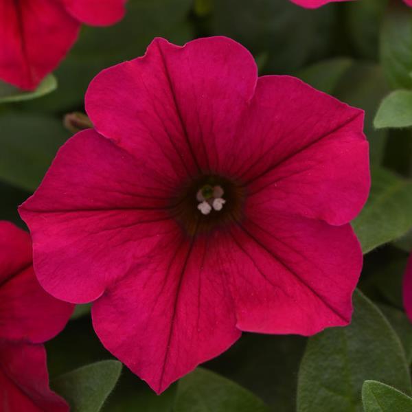 PETUNIA WAVE CARMINE VELOUR