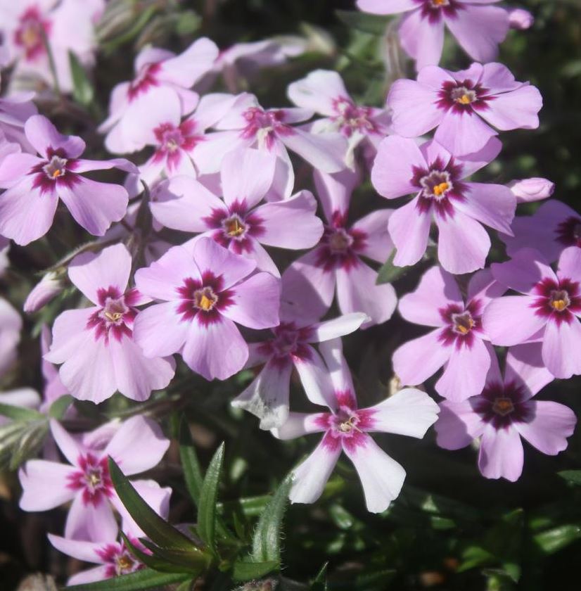 PHLOX CREEPING EYE CANDY