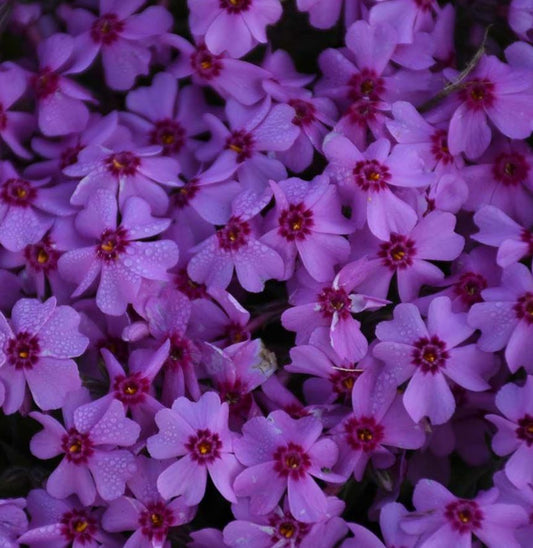 PHLOX CREEPING EYE CARAMBA