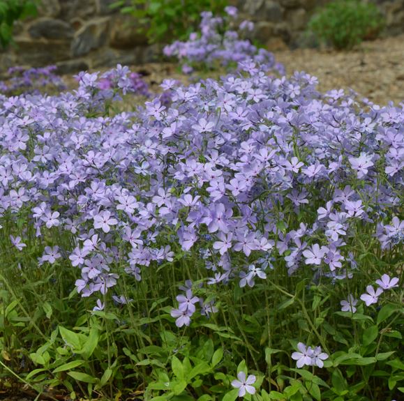 Phlox d. 'Blue Moon'