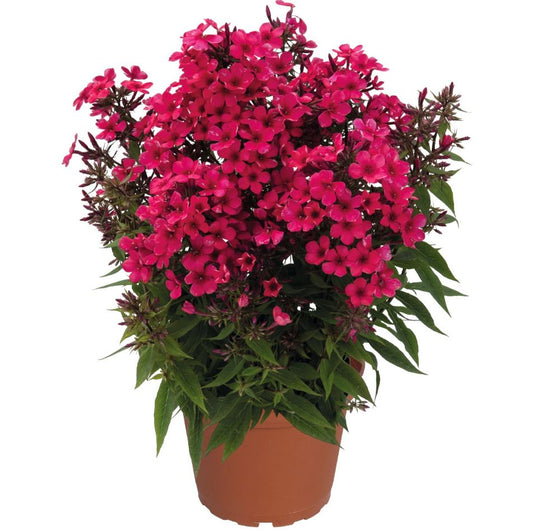 Phlox paniculata Early Start® 'Red'