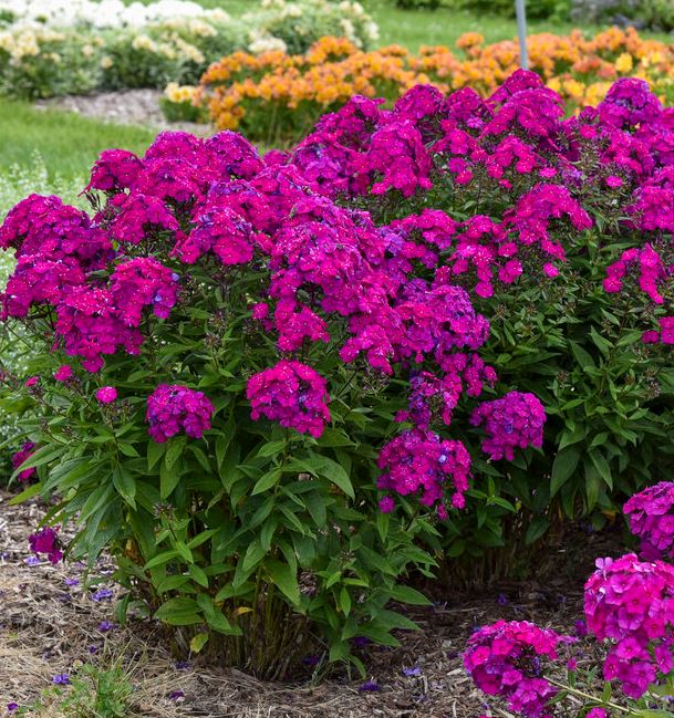 Phlox pan. 'Ultraviolet'