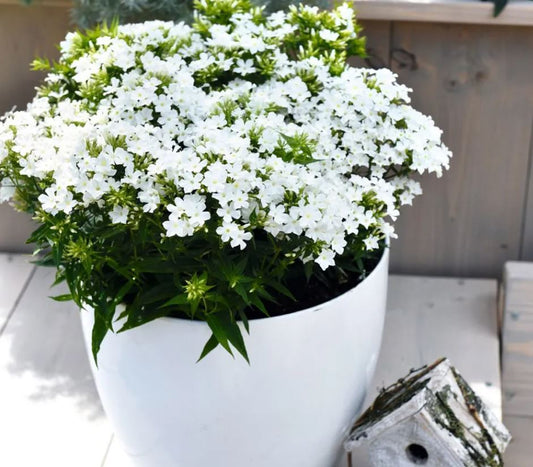 Phlox paniculata Early Start® 'White Improved'