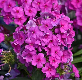 Phlox pan. 'Flame Lilac'