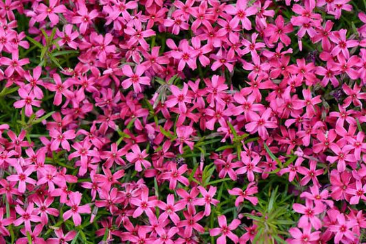 PHLOX CREEPING SCARLET FLAME - QUART POT