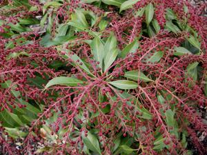 Pieris jap. 'Katsura'