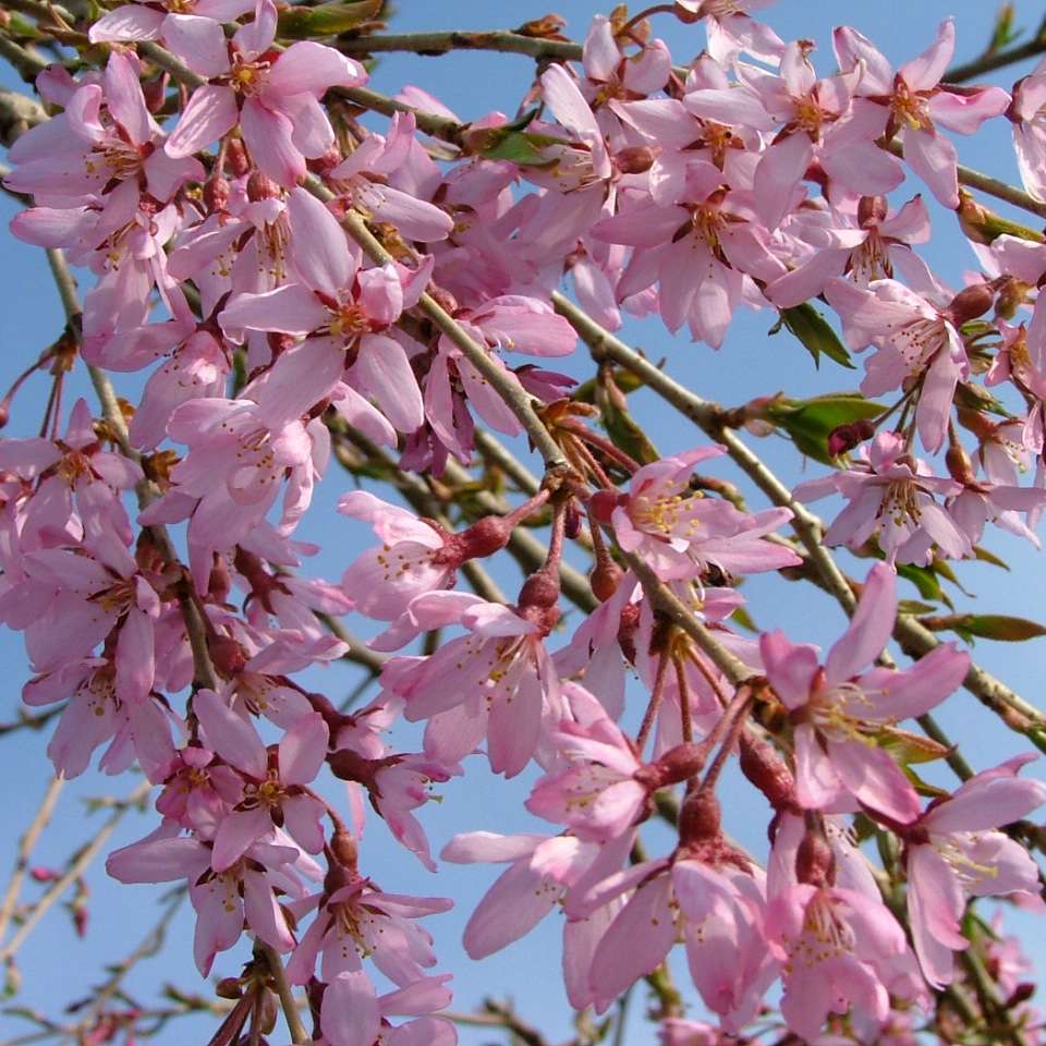 PRUNUS 'PINK SNOW SHOWERS'™ UMBRELLA