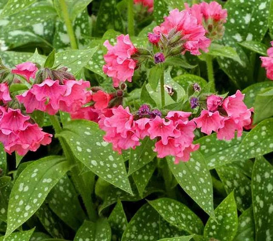 Pulmonaria 'Shrimps on the Barbie'