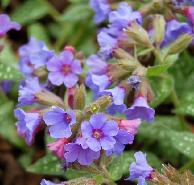 Pulmonaria 'Trevi Fountain'