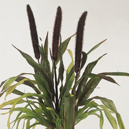 GRASS PENNISETUM GLAUCUM PURPLE BARON MILLET