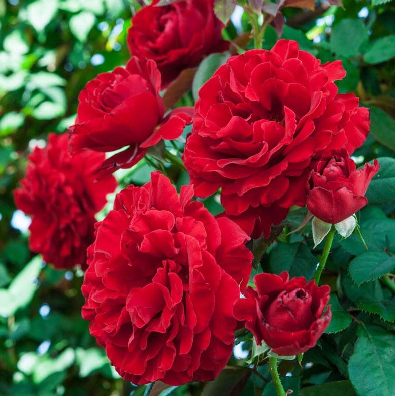 Rose climb. 'Lady In Red™'