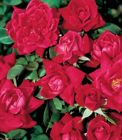 Rose 'Double Knockout'