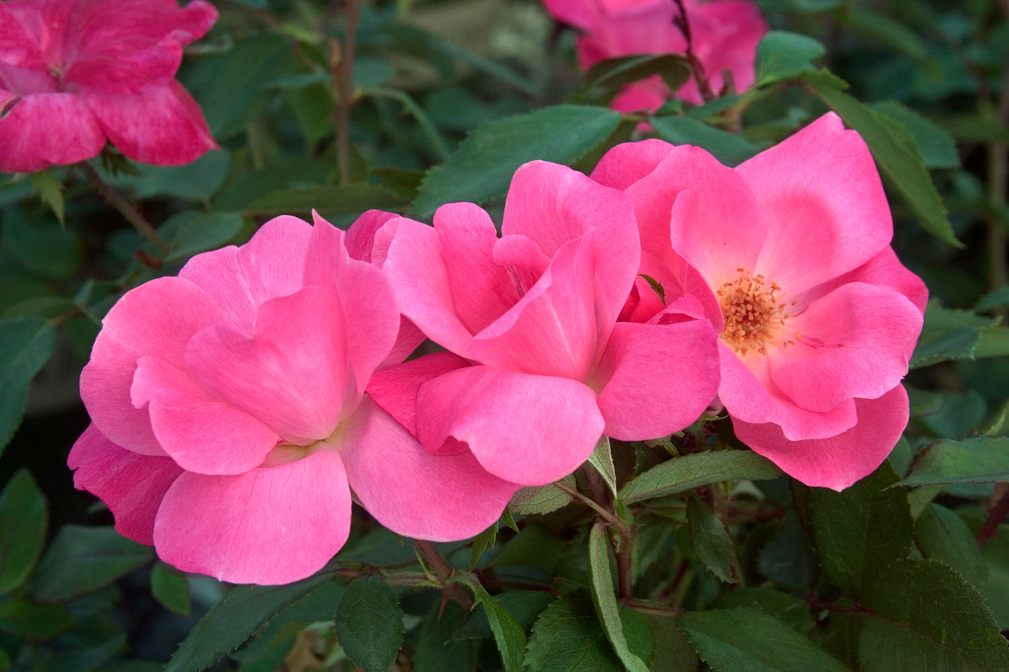 Rosa  'Pink Knockout'