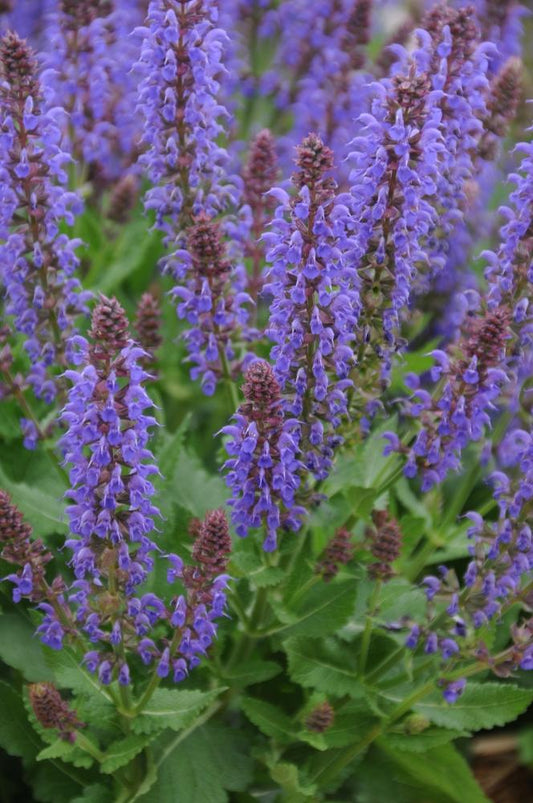 Salvia 'April Night'