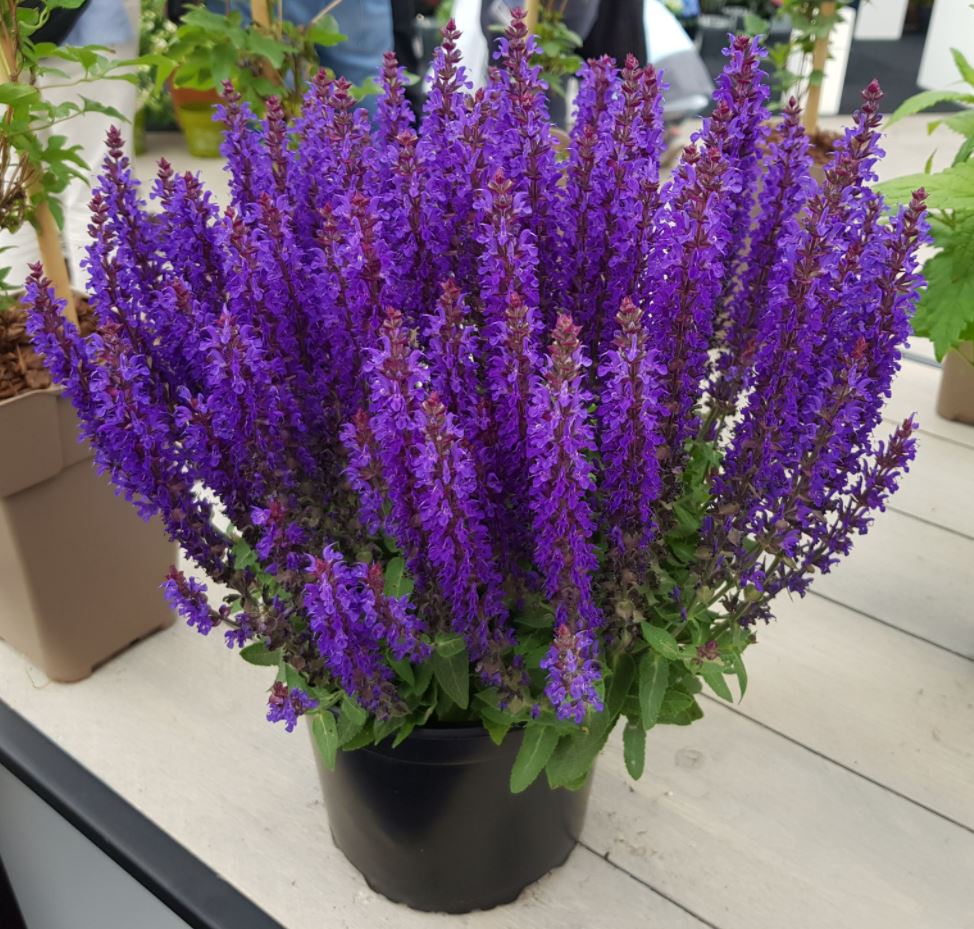 Salvia 'Blue Bouquetta'