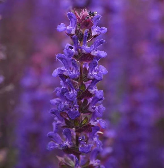 Salvia 'Salvatore Blue'