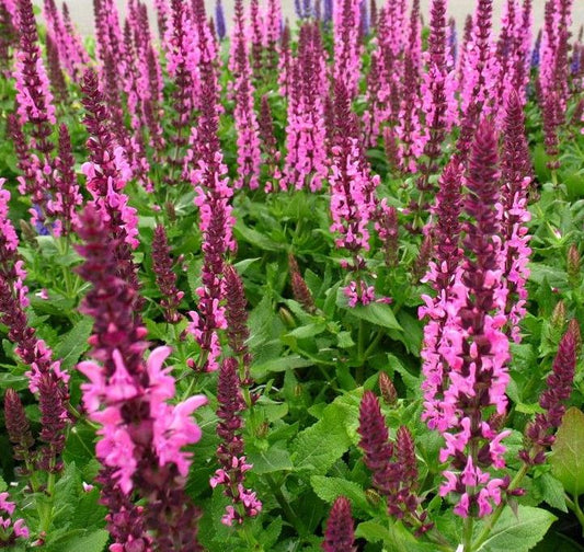 SALVIA SENSATION DEEP ROSE